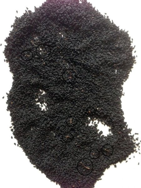 画像3: ニゲラ(ブラッククミン)シード シェイカー入 20g (3)